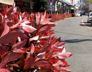 IMG_0251 (2)
