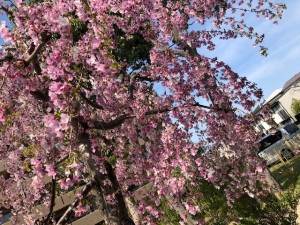IMG_0260