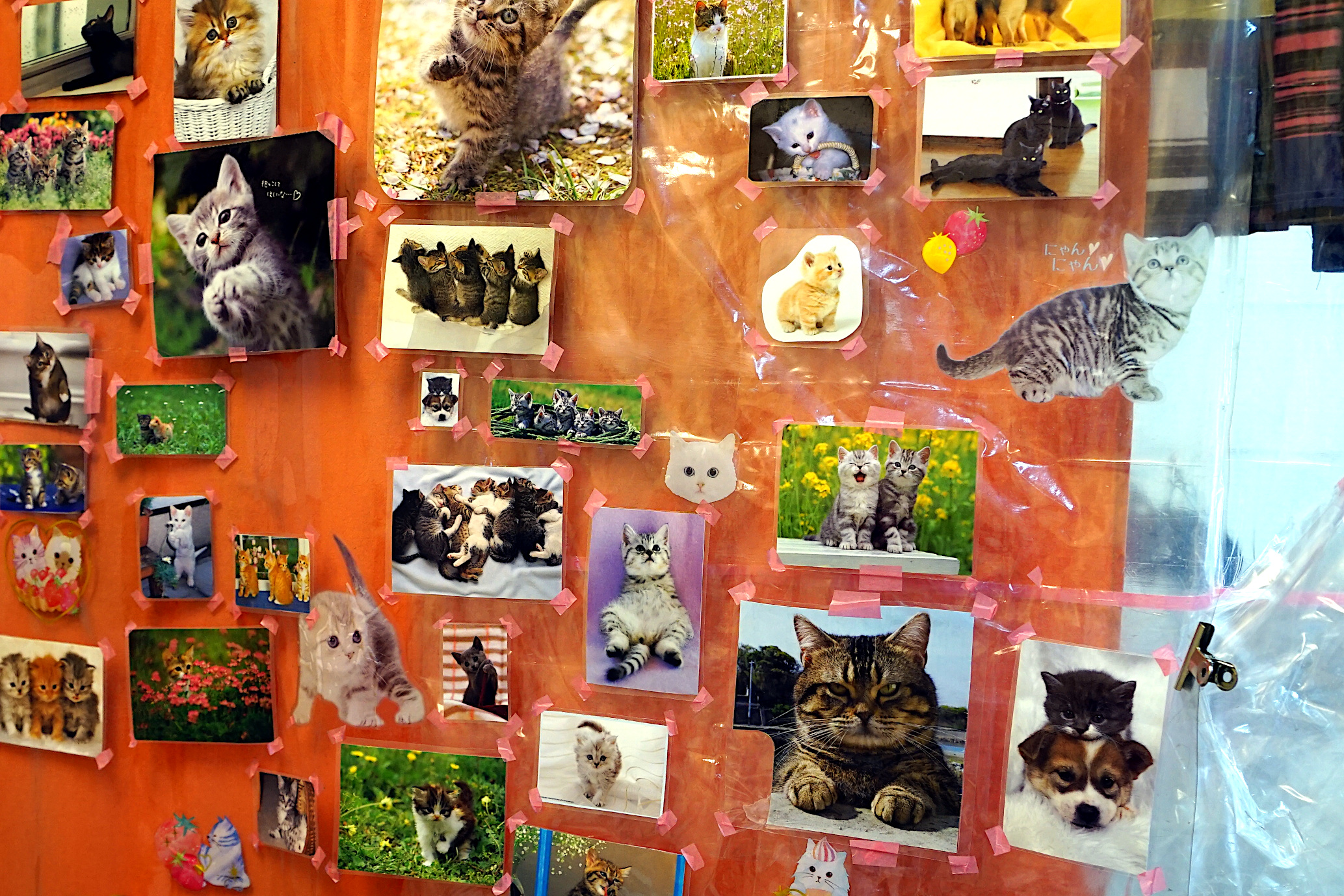 すいたうん｜JR吹田駅周辺商店街ポータルサイト | ねこや